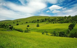 free image from google of green meadows