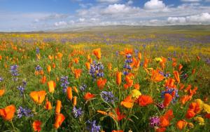 Colorful-Flower-Meadow