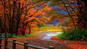 free google image of fall , poem copyright neha 2015